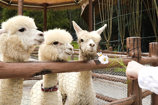 萌寵樂園-浙江鵬鳴游樂設(shè)備有限公司